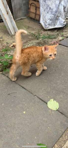 Котенок в Армавире фото 5