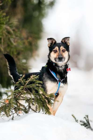 Коротколапик Перчик в дар в Москве фото 5