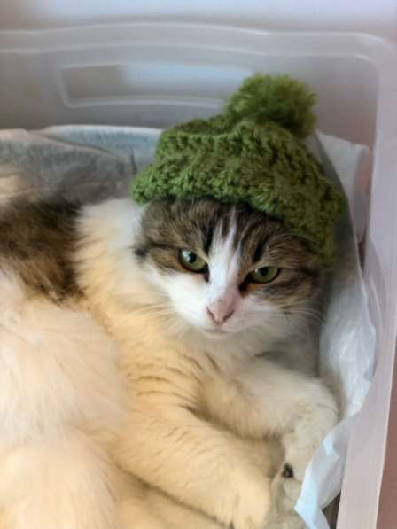 Котенок в добрые руки в Казани фото 4