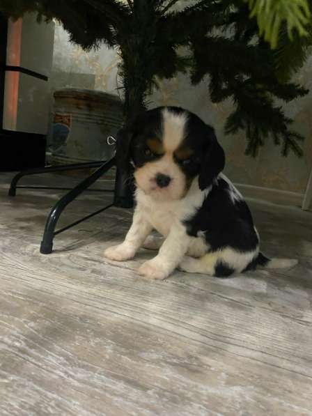 Щенки Кавалер Кинг Чарльз спаниель в Туле фото 4