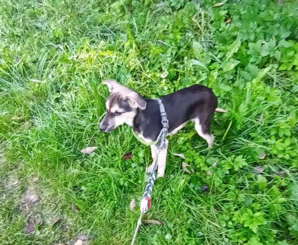 Домашний щенок от небольшой собачки в Санкт-Петербурге фото 13