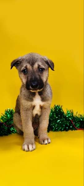 7 очаровательных щенят в дар в Москве фото 9