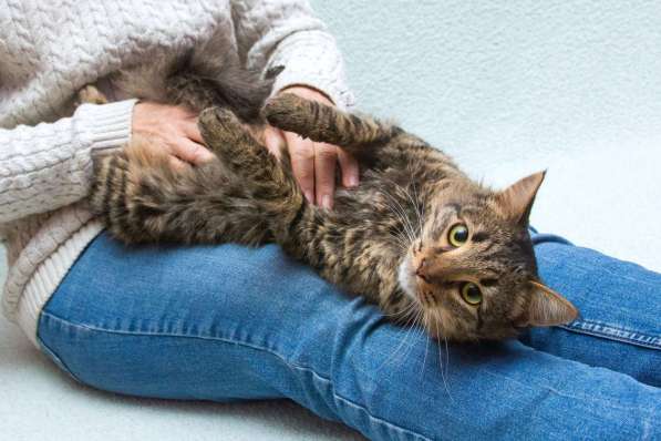 Пушистый сибиряк Симба в добрые руки в Москве фото 4