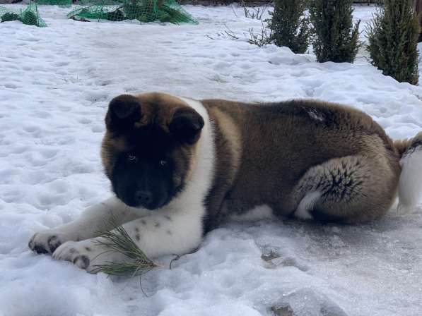 Акита в Ростове-на-Дону фото 78