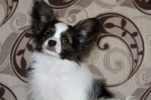 Продается щенок папийона в Краснотурьинске фото 22