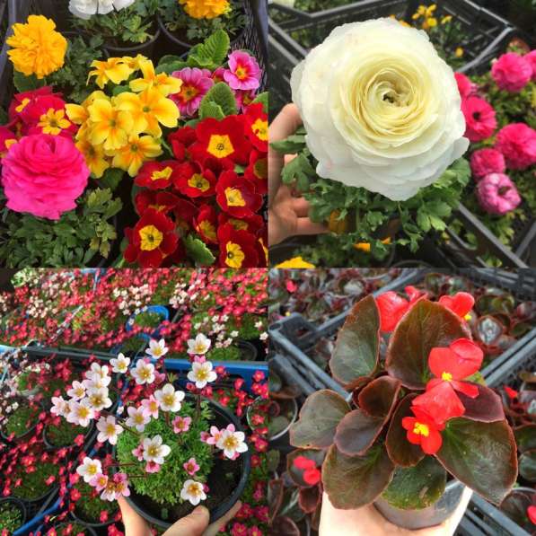 Продам цветы разных сортов в Белореченске фото 4