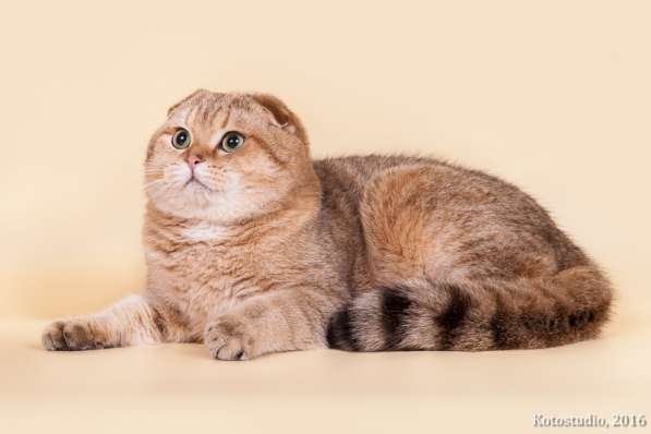 Золотой пятнистый кот на вязку в Казани фото 5