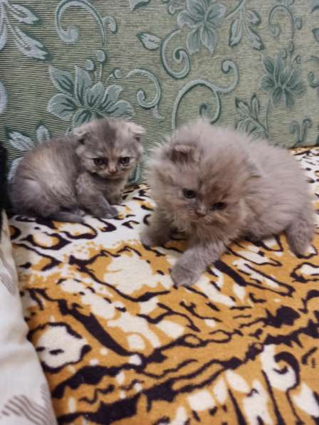 Продам британцев в фото 3