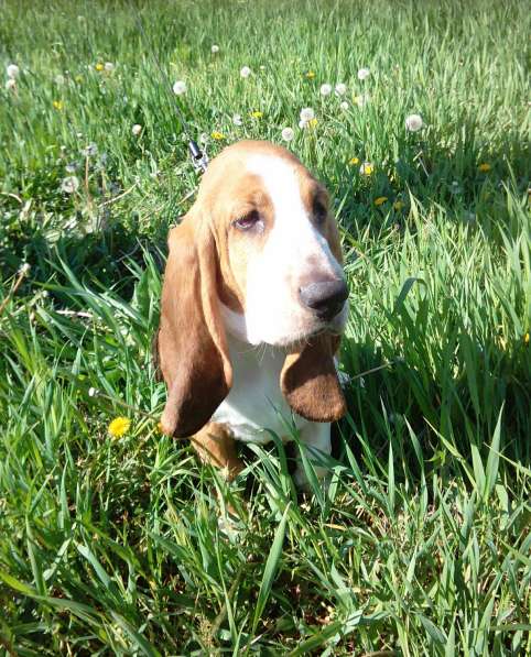 Щенки Бассет-хаунд в Армавире фото 7