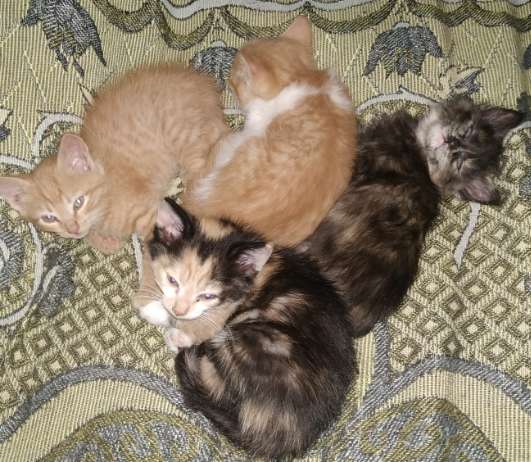 Отдам котят в фото 5