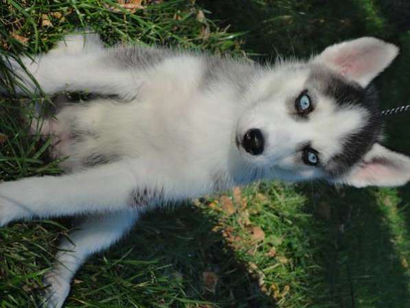 Щенок - Эльвира в Москве