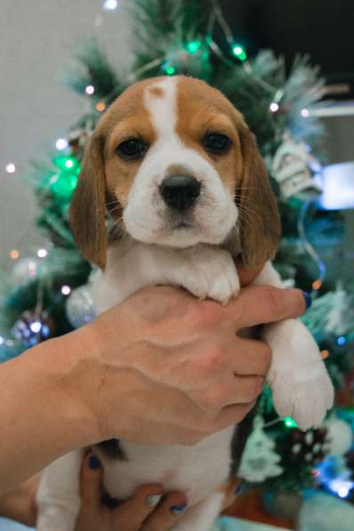 Щенки Бигля в Москве фото 8