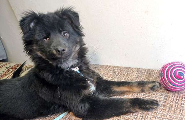 Ласковый, очень умный домашний щенок Тимур ищет дом в Москве