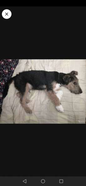 Щенок вельштерьера в Волгограде