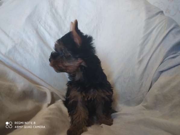 Миник мальчик йорк и стандарт девочка в Севастополе фото 4