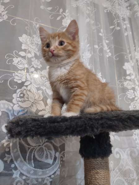 Котята 2.5 месяца в Ивантеевка фото 8