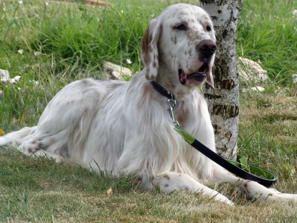 Английский сеттер щенки из элитного питомника в Москве фото 111