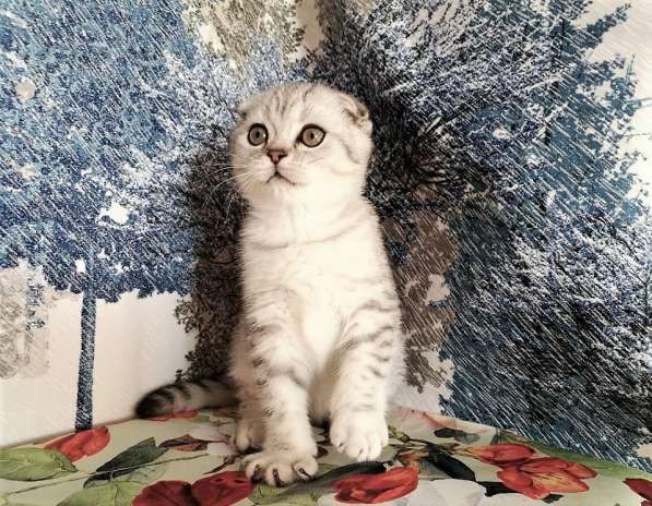 Котик серебристый пятнистый в Казани фото 3