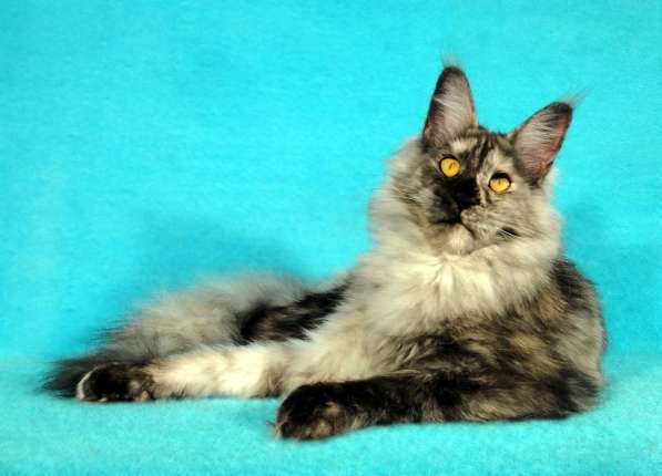 Апельсинки к Новому Году в Рязани фото 44