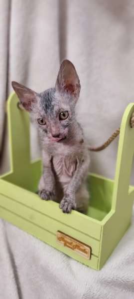 Продаются котята породы Lykoi (Ликой, кошка-волк) в Санкт-Петербурге фото 15