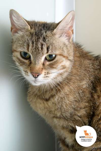 Кошка Индира в Москве