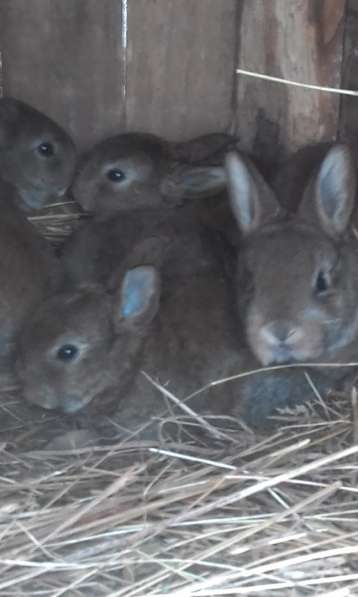 крольчата и взрослые кролики мясных пород в Пскове