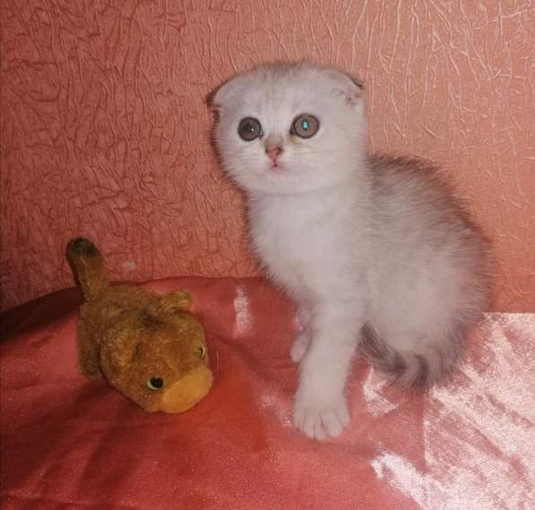 Шотландский кот в фото 21