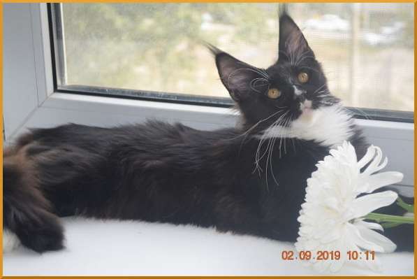 Великолепные котята мейн-кун из питомника в Волгограде фото 229