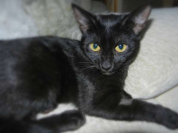 Кошечки гладкошерстная черный мрамор многоцветная в Красногорске фото 3
