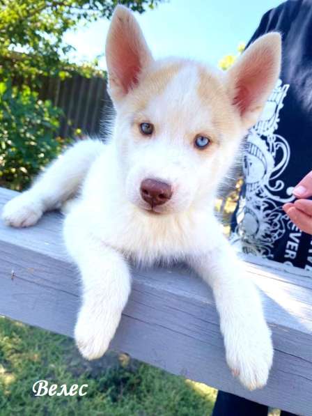 Щенки сибирский хаски в Ростове-на-Дону фото 34