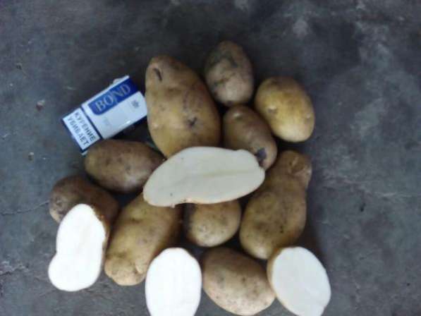 Картофель оптом +5,6 цена с уч. доставки до Москвы в Москве