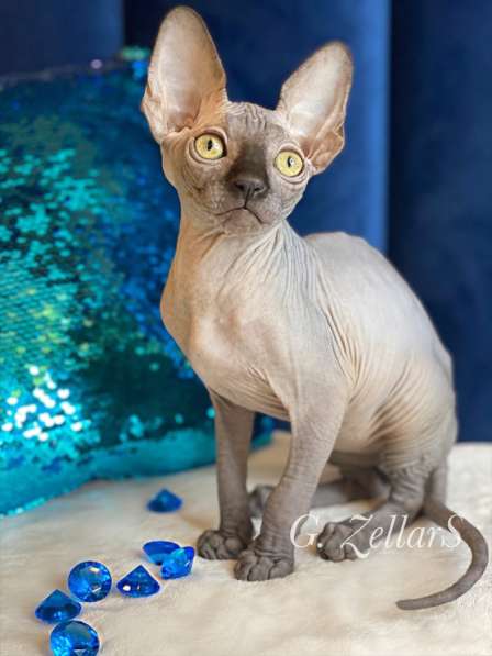 Wonderful boys Sphynx /bambino. Чудесные сфинкс /бамбино