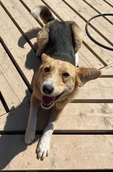 Милая маленькая собачка ищет дом в Санкт-Петербурге фото 18