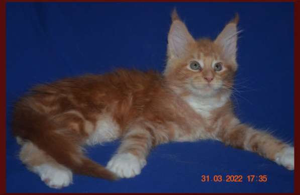 Роскошный черный котик мейн-кун из питомника в Астрахани фото 63