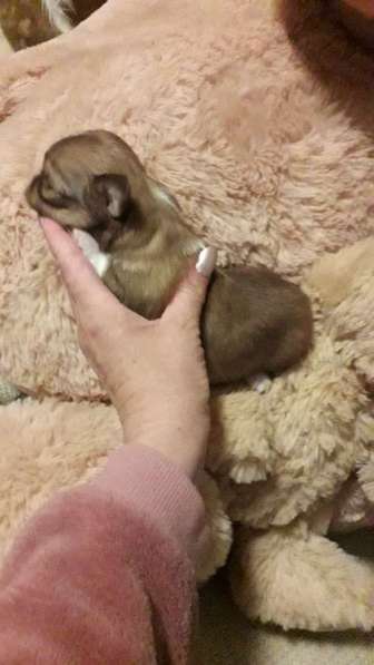 Chihuahua ❤❤❤ Один малыш ещё свободный в фото 11