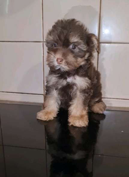 Мальтипу. Choco tan в фото 4