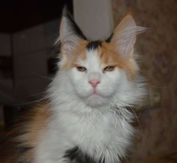 Питомник придлагает котят Мейн-кун в фото 8