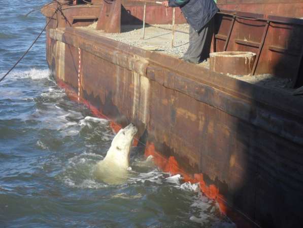 Грузоперевозки в омске в Омске фото 3