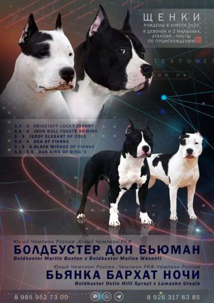 Красивые черно-белые девочки Амстаффа ркф в Москве фото 9