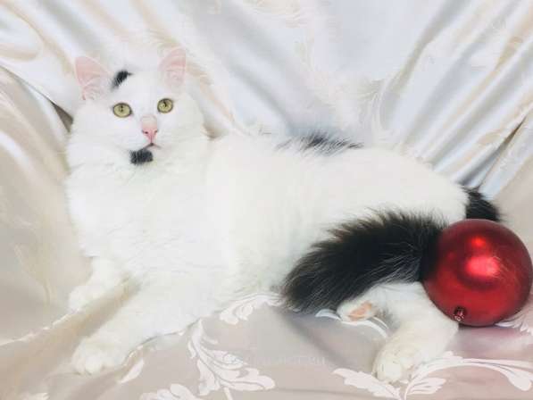 Роскошный котик Балу в поисках семьи в Москве