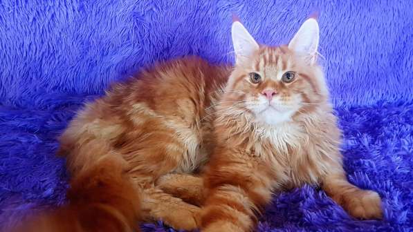 Котёнок шоу/брид класса, Чемпион WCF в Екатеринбурге фото 9