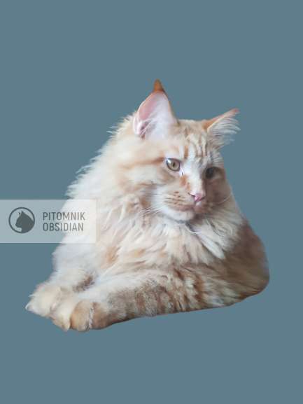 Мейн-кун продажа в Москве фото 11