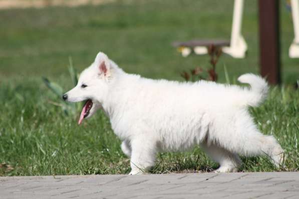 Щенки БШО в Москве фото 29