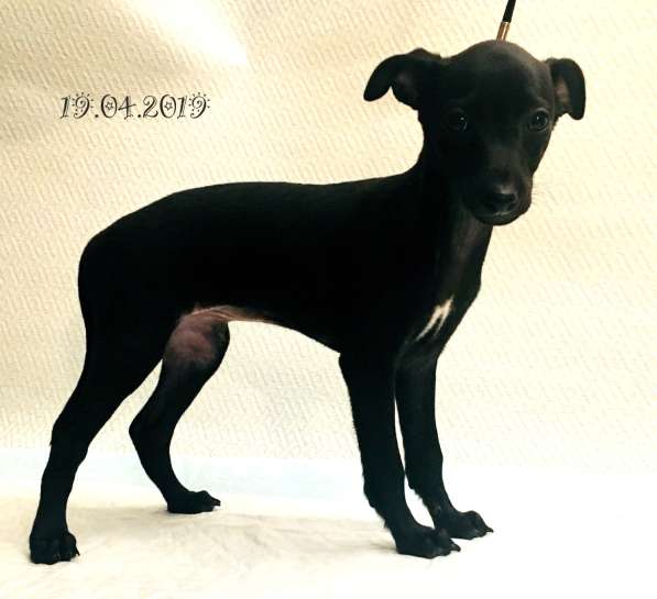 Piccolo levriero italiano в Москве фото 5