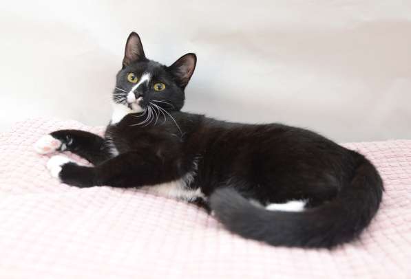 9 мес кошечка Пайпер-истинное совершенство, ищет семью! в Москве фото 8