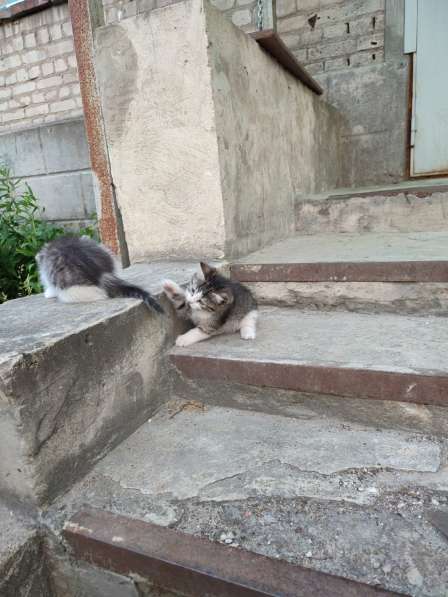 Милые котята в добрые руки в Воронеже фото 16