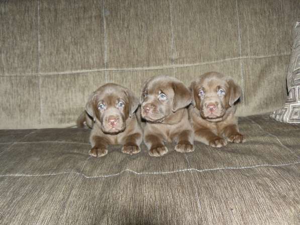 Шоколадный щенок лабрадора в Ярославле