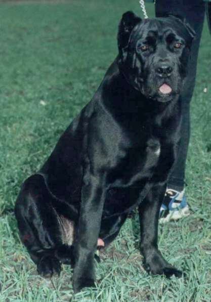 Щенки кане-корсо в Феодосии фото 12