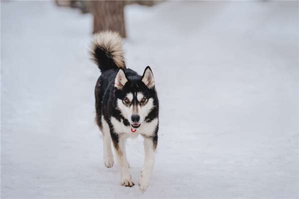 Супер-собака Урса в добрые руки! в Москве фото 19