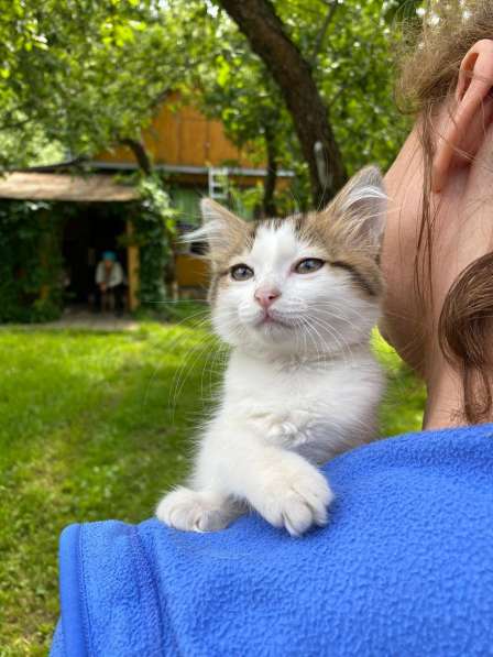 Котенок с изумительно красивыми глазами в Москве